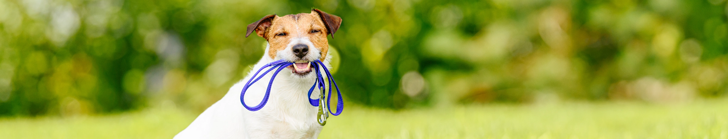 Image Gallery tec-nut.com for A1 Pet Sitter - easy website, Website Builder, Tec-Nut.com Websites, Company Website, Simple Website, Overnight pet care, New Website, Free Website, Pet sitting services, New Company, Best Website Builder, Dog walking